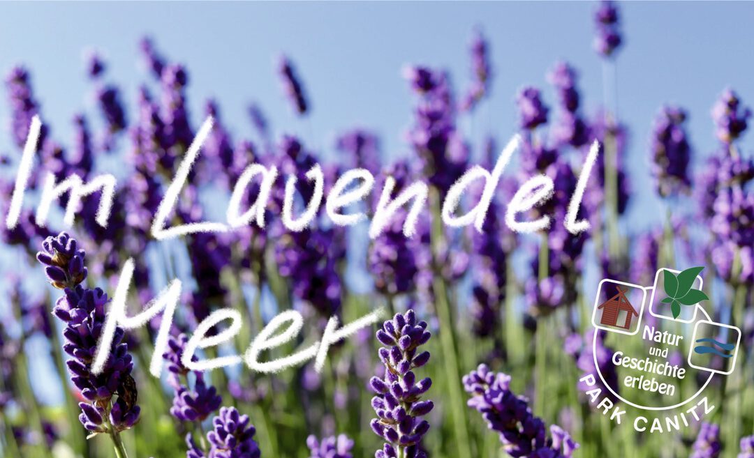 Im Lavendel MEER