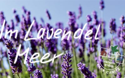 Im Lavendel MEER