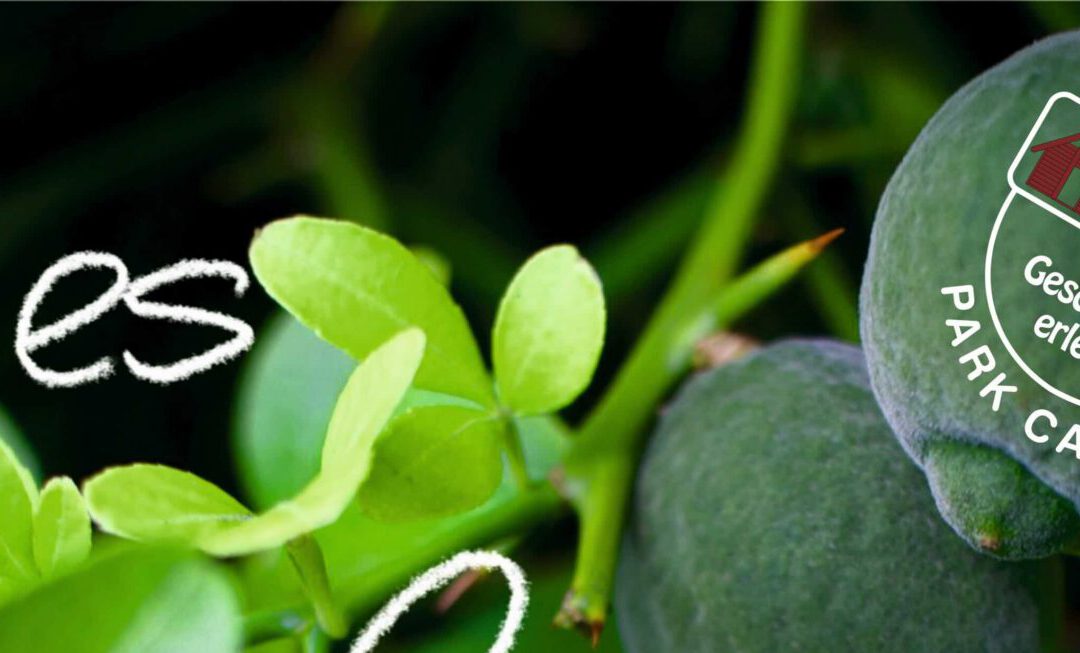 Park Canitz – Süßes & Saures