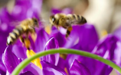 Neues aus dem Park Canitz