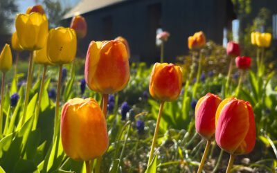 Handwerksmarkt Park Canitz 26.04.2026