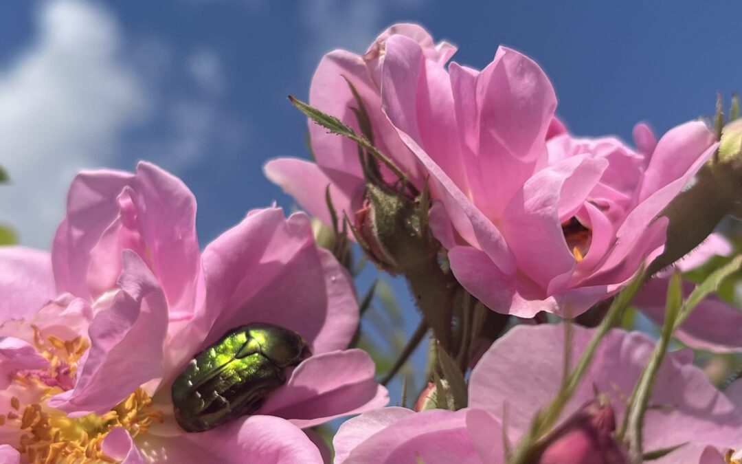 Natur – Programme 2026